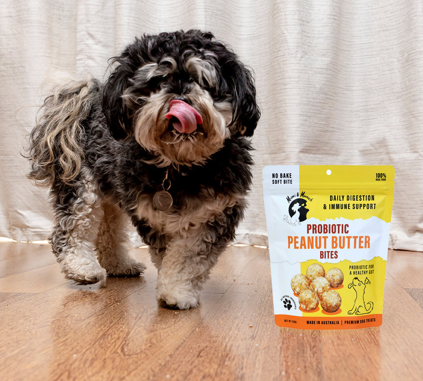 The Power of Probiotics for Dogs: Support Digestion & Immunity with Probiotic Peanut Butter Bites