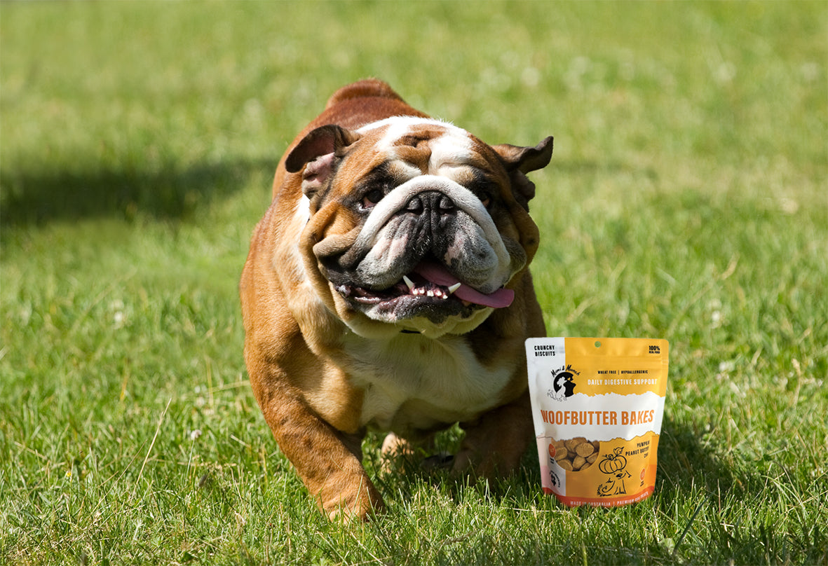 Is your dog over weight?