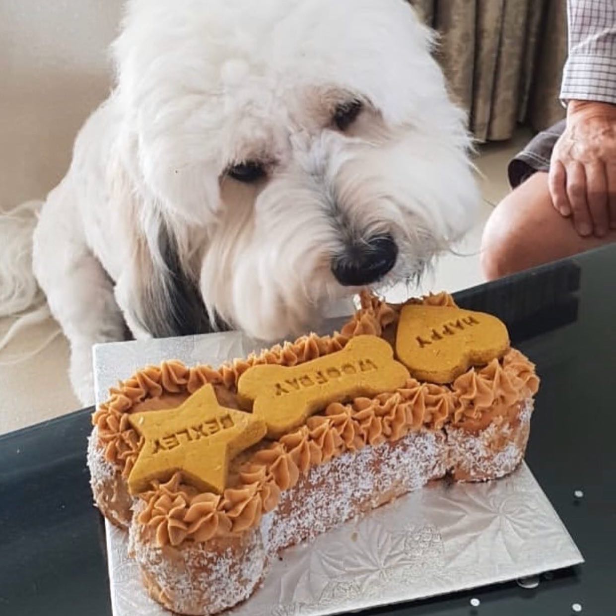 Pupcakes