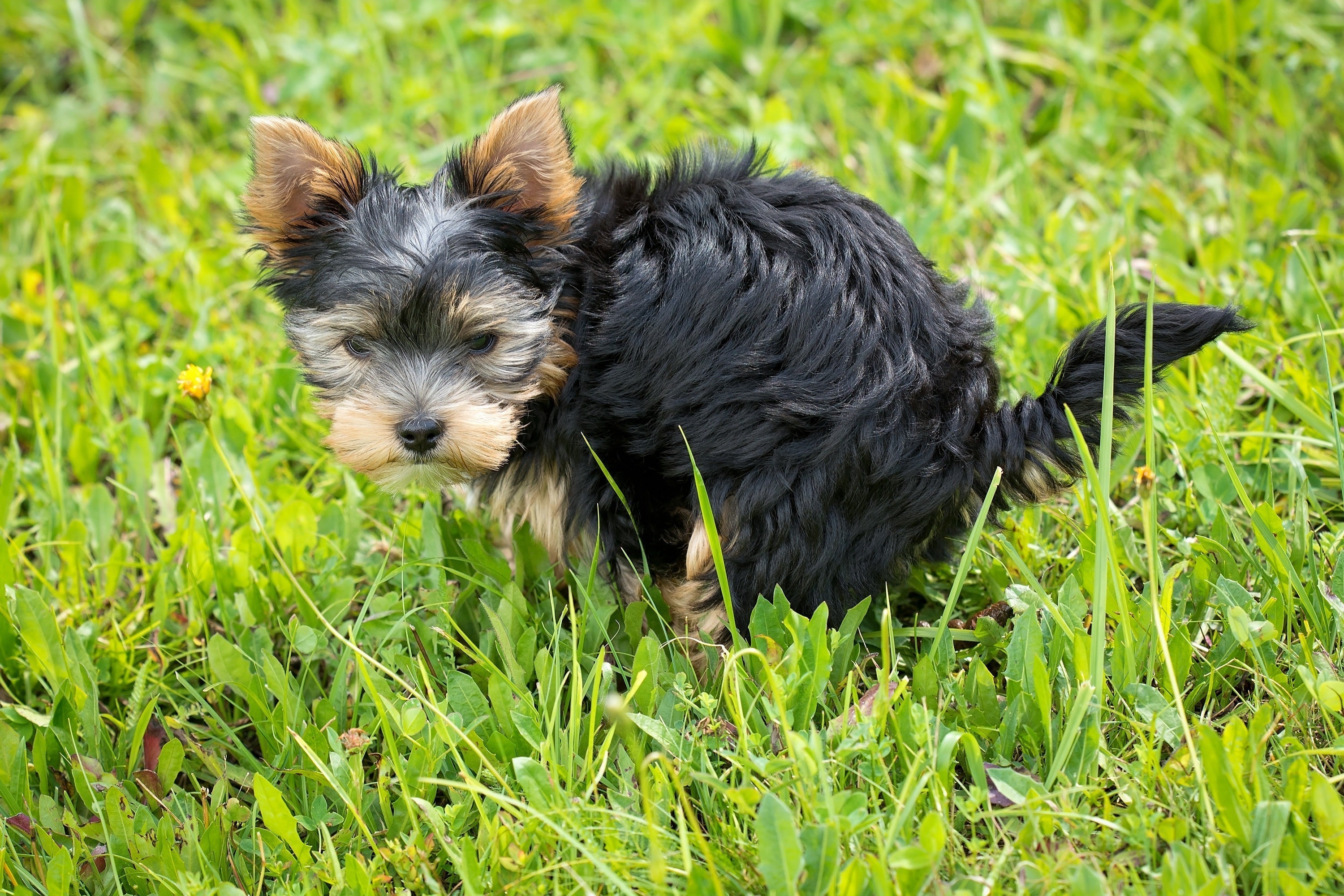 What Your Dog’s Poo Says About Their Health (And How to Keep It “Just Right”)